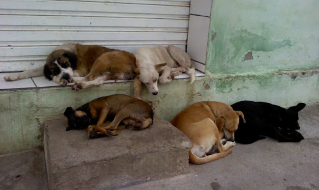ONG cria campanha e usa câmera Gopro para mostrar o cotidiano dos cachorros de rua