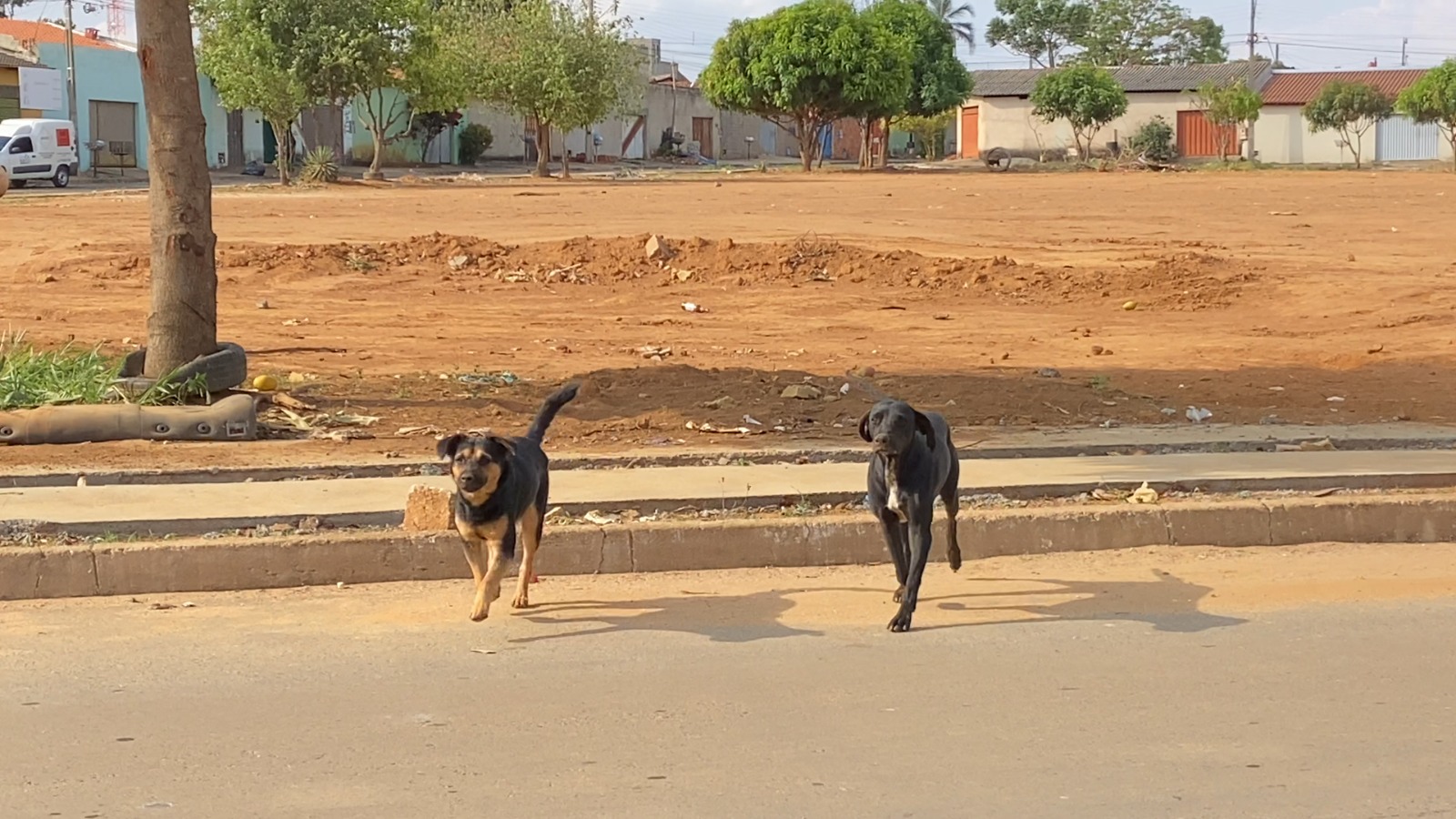 No bairro Real Conquista, é comum ver animais vagando pelas ruas | Crédito: Melissa Brito