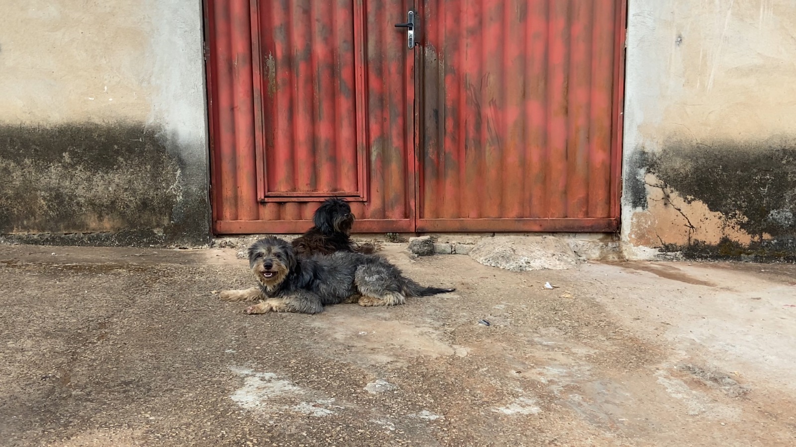 Cães de rua no Moinho dos Ventos | Crédito: Melissa Brito